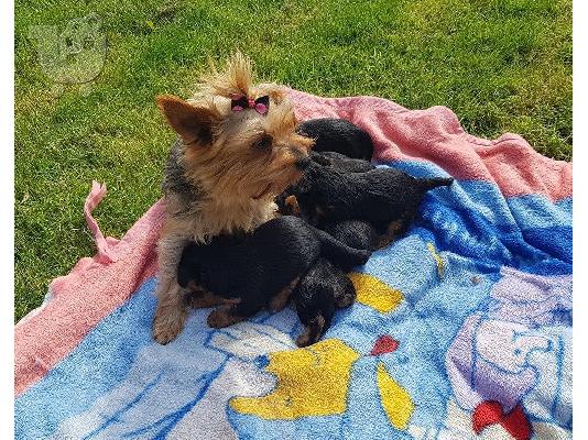κουτάβια yorkie